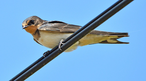 Barn swallow