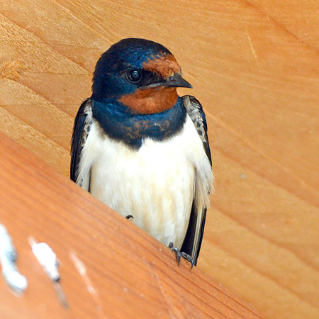 Barn swallow