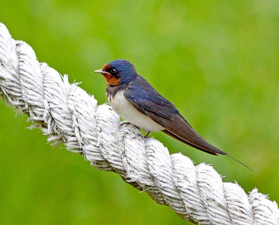 Barn swallow