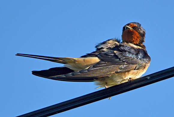 Barn swallow