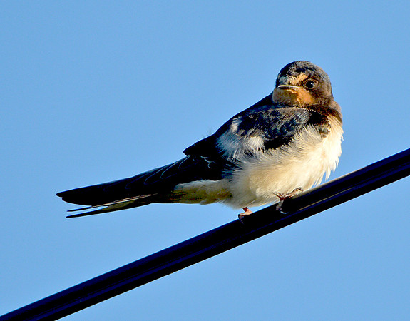 Barn swallow