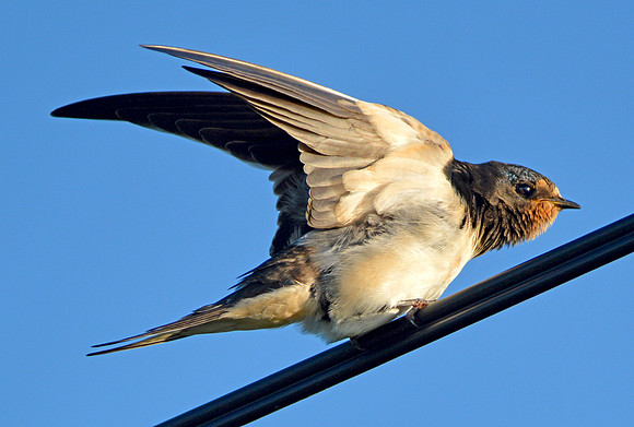Barn swallow