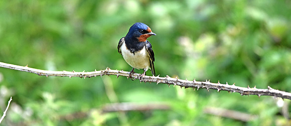 Barn swallow