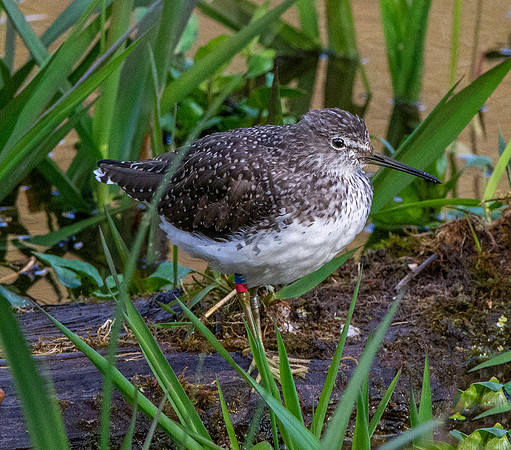 Green sandpiper