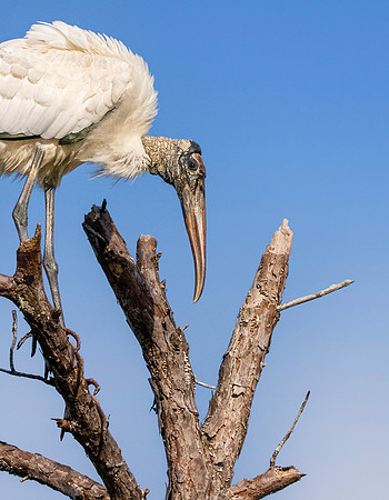 Wood stork