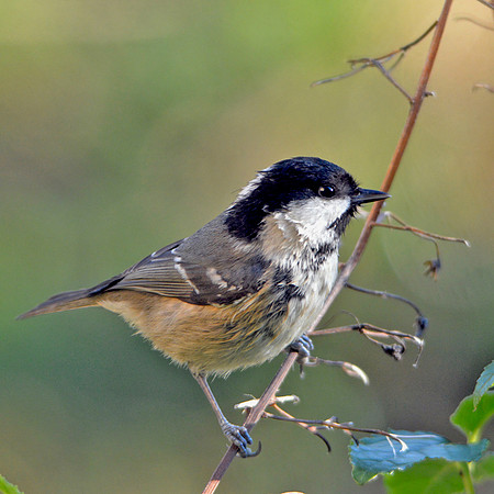 Coal tit