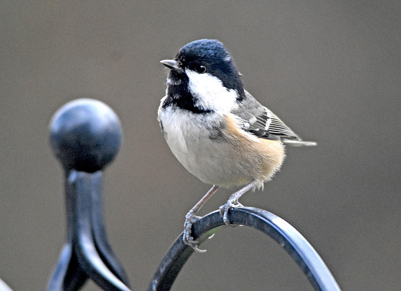 Coal tit