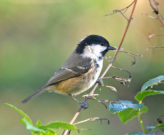 Coal tit