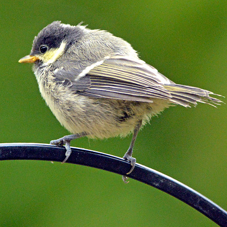 Coal tit