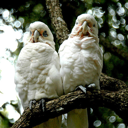 Bare eyed Cockatoo