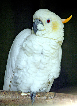 Citron crested Cockatoo