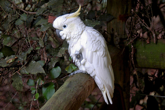 Lesser sulphur crested Cockatoo