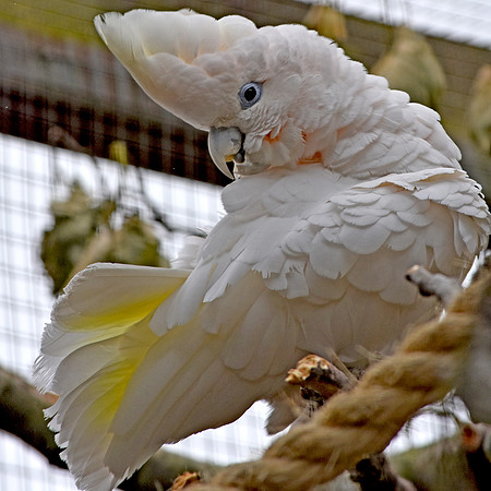 Ducorps Cockatoo