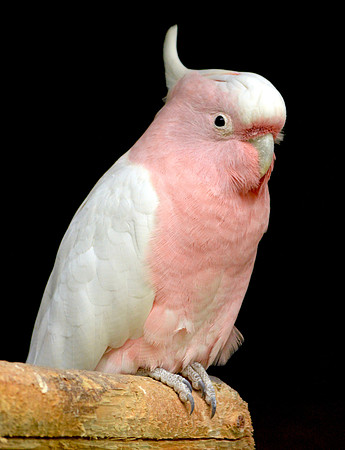 Major Mitchell Cockatoo