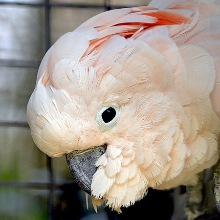 Moluccan Cockatoo