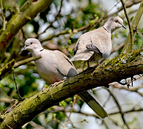 Collared doves