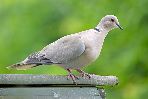 Collared dove