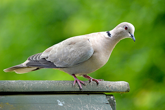 Collared dove