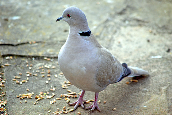 Collared dove