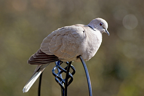 Collared dove