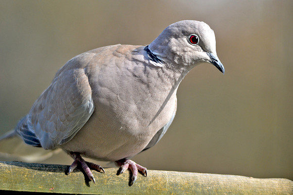 Collared dove