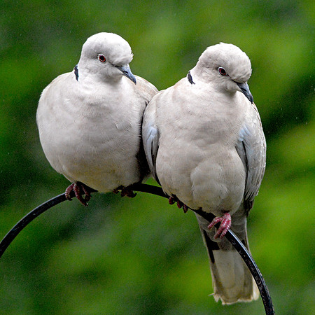 Collared doves