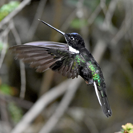 Collared inca hummingbird