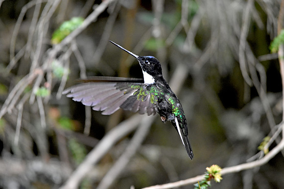 Collared inca hummingbird