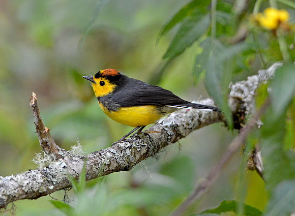 Collared redstart