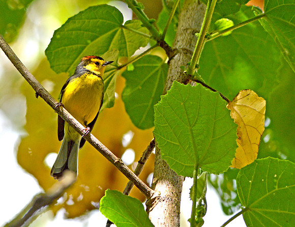 Collared redstart