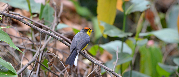 Collared redstart