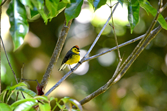 Collared redstart