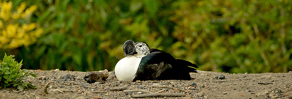 Comb duck