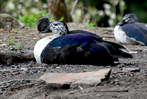Comb duck