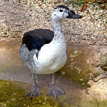 Comb duck