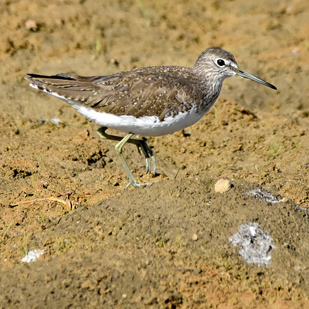 Common sandpiper