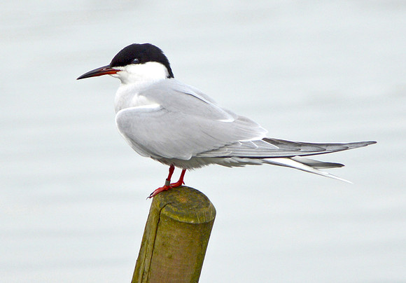 Common tern