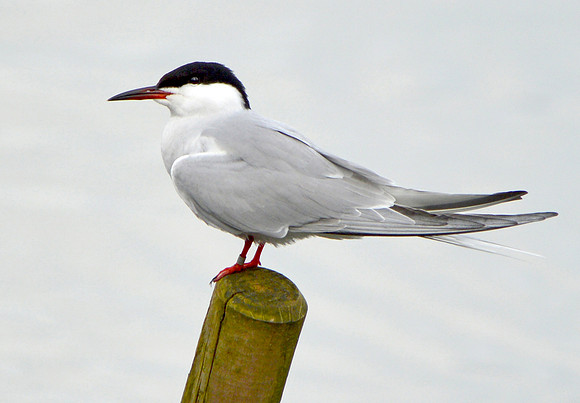 Common tern