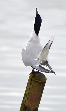 Common tern