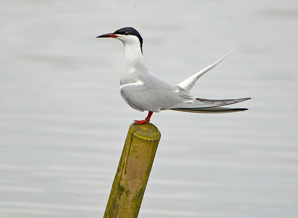 Common tern
