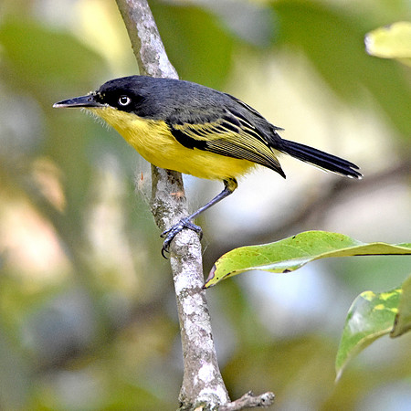 Common tody flycatcher