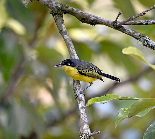 Common tody flycatcher