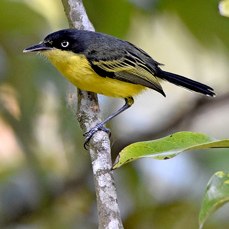 Common tody flycatcher
