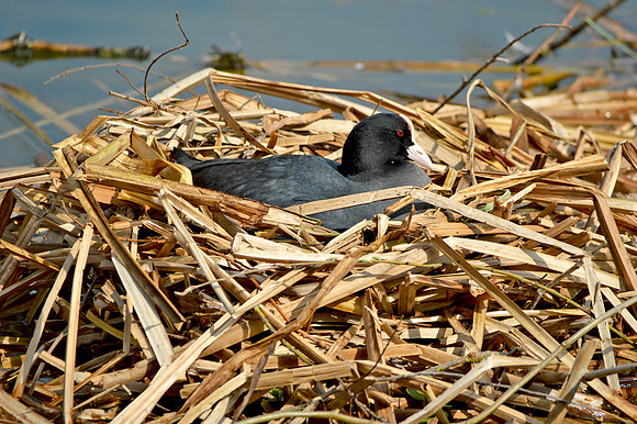Coots nesting
