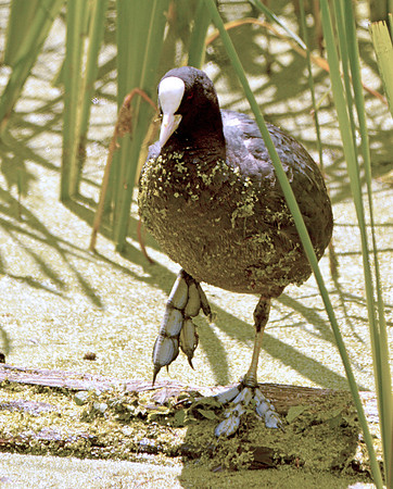 Coot feet