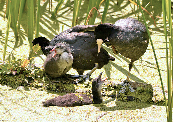 Coot juvenile