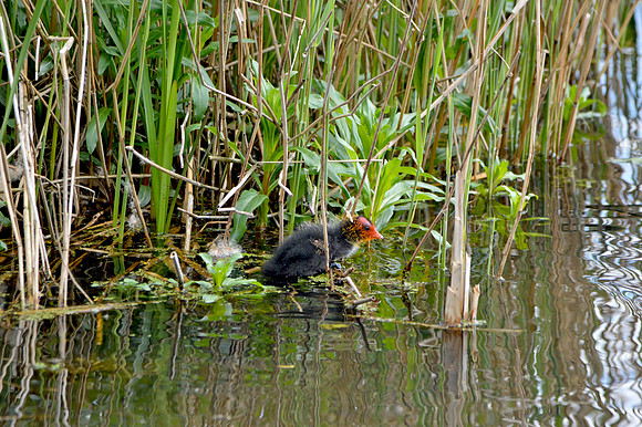 Coot chicks