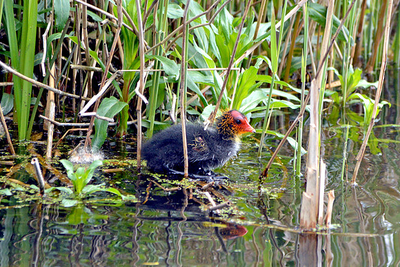 Coot chicks