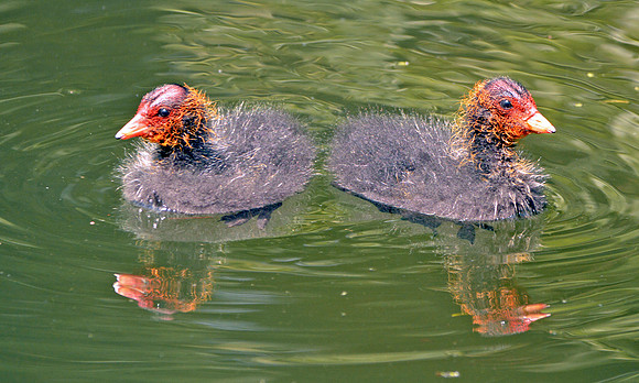 Coot chicks