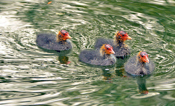 Coot chicks